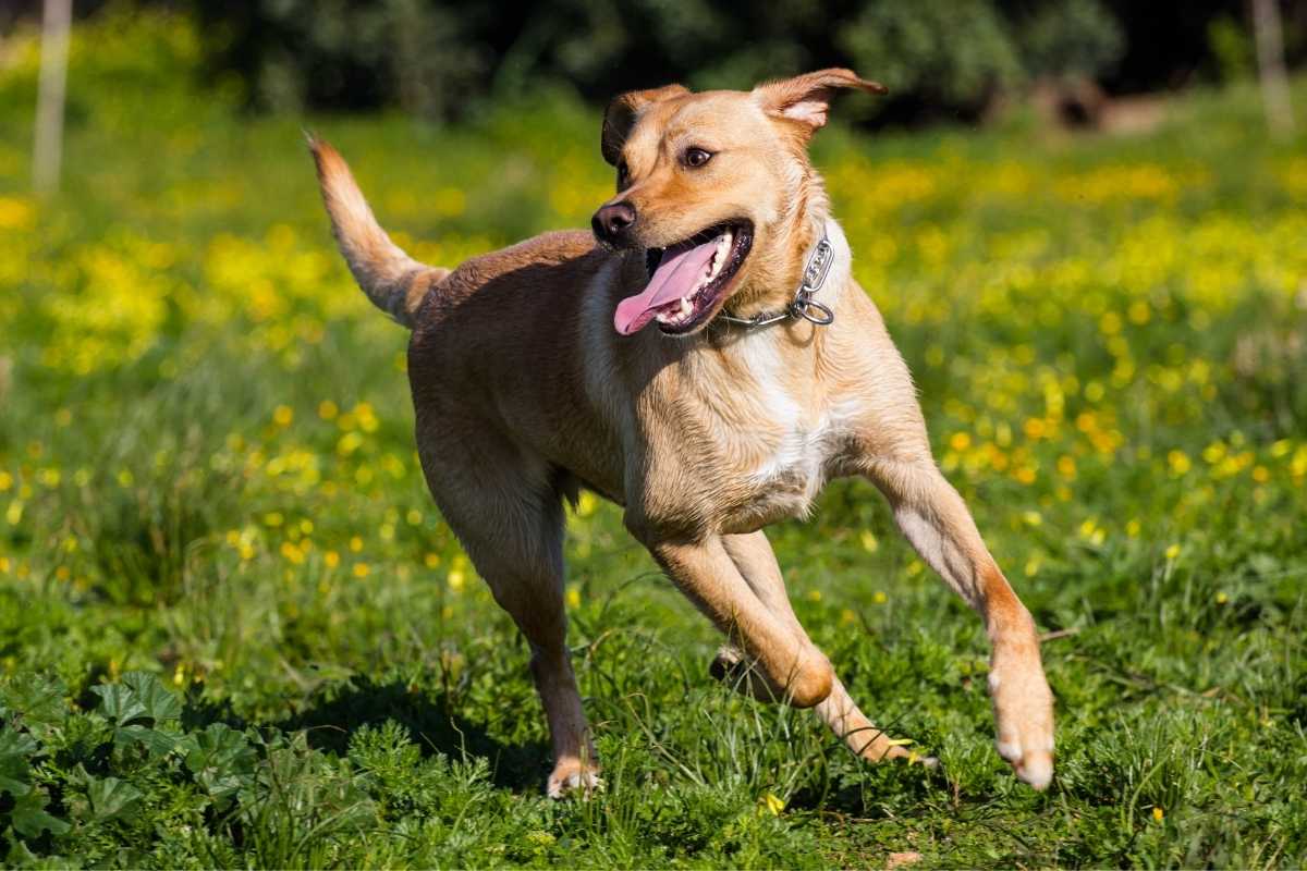 how fast can labrador run